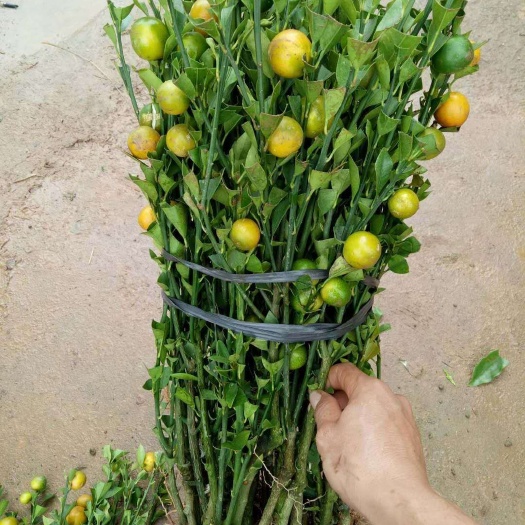 灵山县脆皮金桔苗