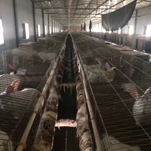 湖南兔子养殖肉兔养殖场种兔养殖技术包回收提供饲料