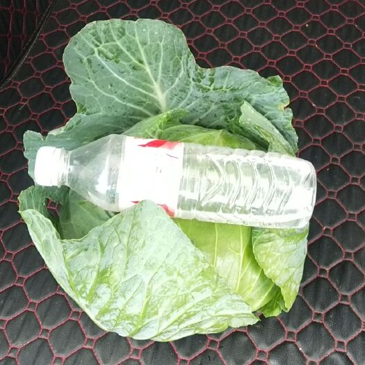 师宗县莲花白包菜 莲花白
