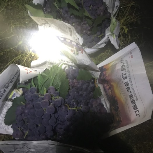 台州巨峰葡萄 精品巨峰！200亩开园。量大货优，价格实惠