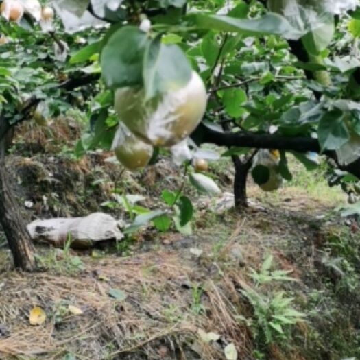 重庆市 重庆永川区黄瓜山黄花梨