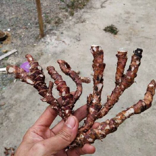 信宜市 石菖蒲干货