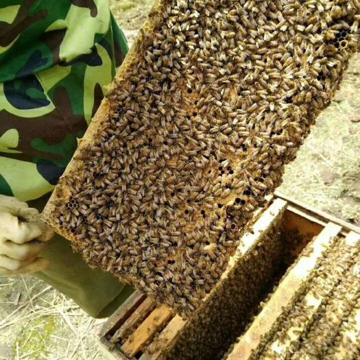 铁力市 东北纯正椴树蜜