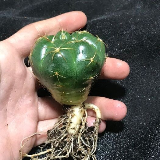 五华县日本绣球 多肉盆栽植物多肉植物多肉盆栽植物多肉植物室内芦荟花苗花卉