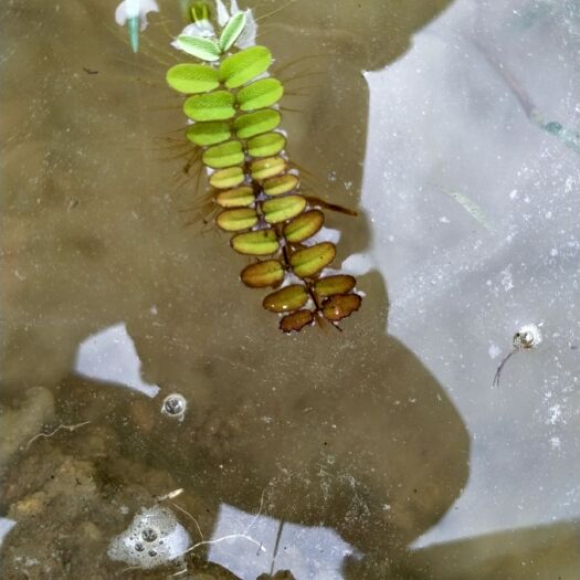 浮萍 槐叶萍，水面景观