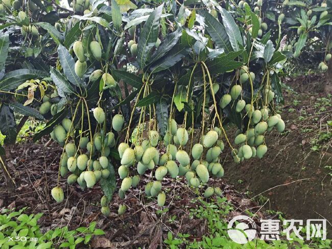 台农芒  罐头厂金税小芒果 金腰芒果 台农小芒果