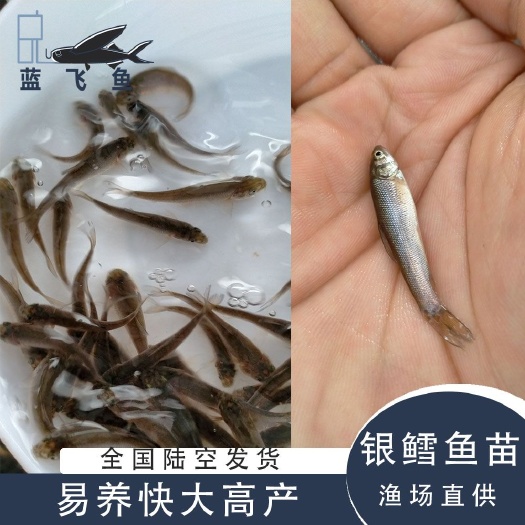 广州银鳕鱼苗 银鳕鱼