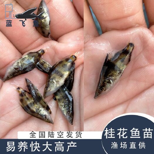广州桂鱼苗