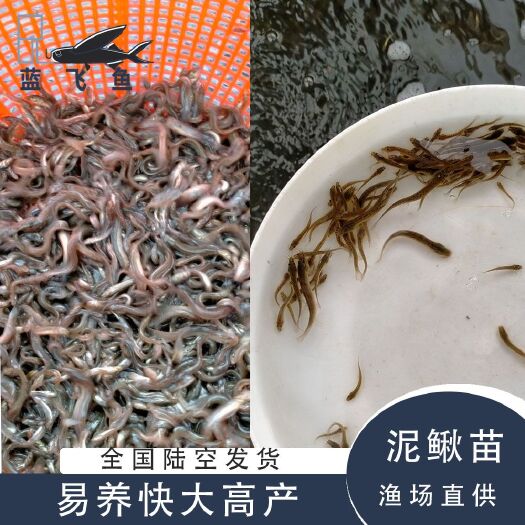 泥鳅苗 3-5公分 高