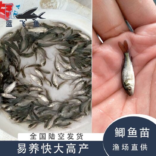 广州中科3号鲫鱼苗   鲫鱼苗