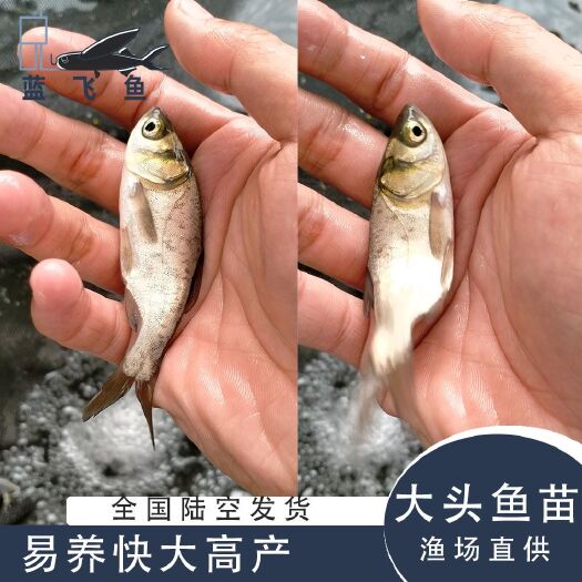 广州 大头鱼苗
