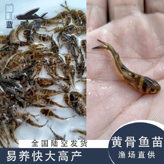 黄颡鱼苗
