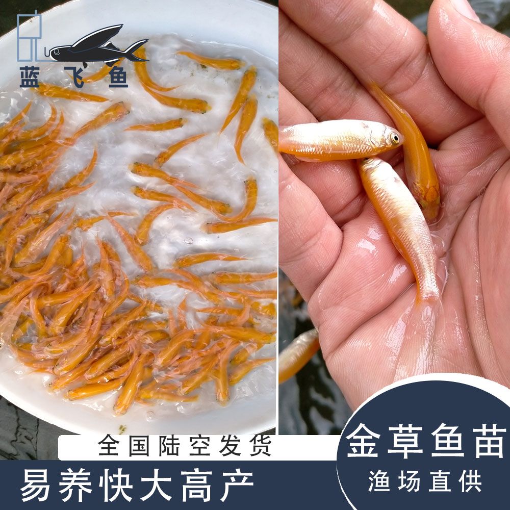 广州黄金鲩  金草鱼 金丝鲩鱼