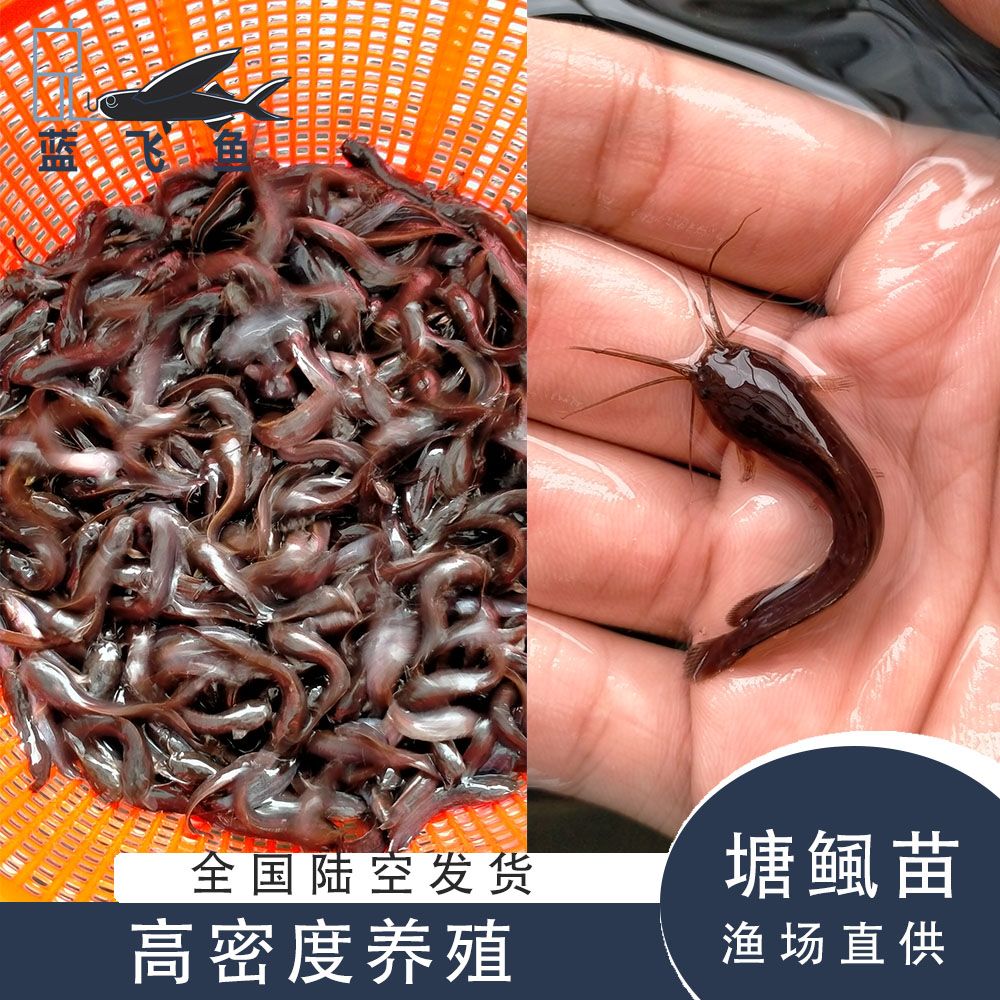塘鲺苗  塘鲺鱼苗