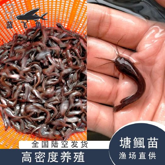 广州塘鲺苗  塘鲺鱼苗