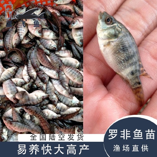 广州新吉富罗非鱼 苗