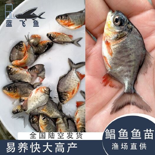 广州 鲳鱼苗