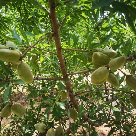 夏县巴旦木 大小薄厚通货走，价格美丽，质量过关