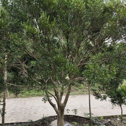 常州 瓜子黄杨