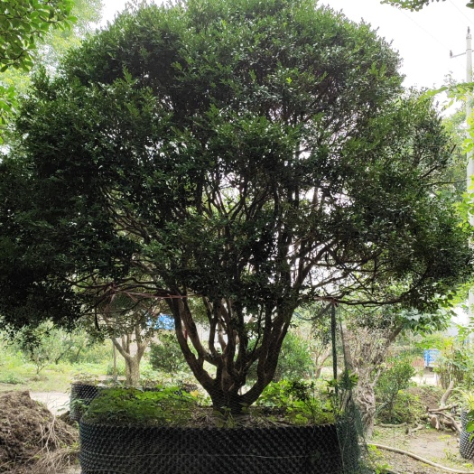 常州 瓜子黄杨