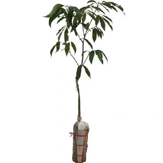灵山县三月红荔枝苗