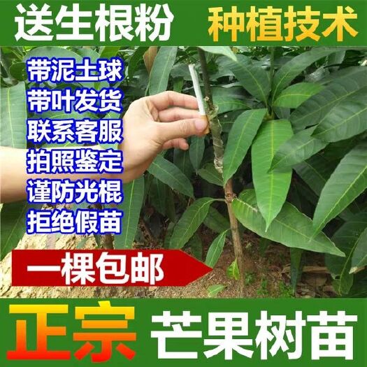 灵山县台农一号芒果苗