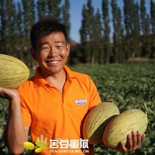 新疆哈蜜瓜 新疆特产苦豆蜜瓜口味蜜甜