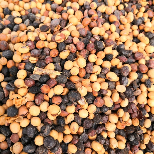 五莲县生物豆柏有机肥 受损大豆/热损大豆/肥料大豆/次品大豆