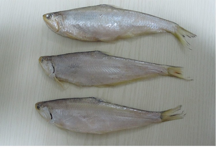 渤海灣馬口魚鮮貨