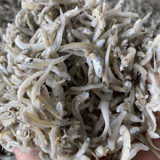 滨州饲料虾