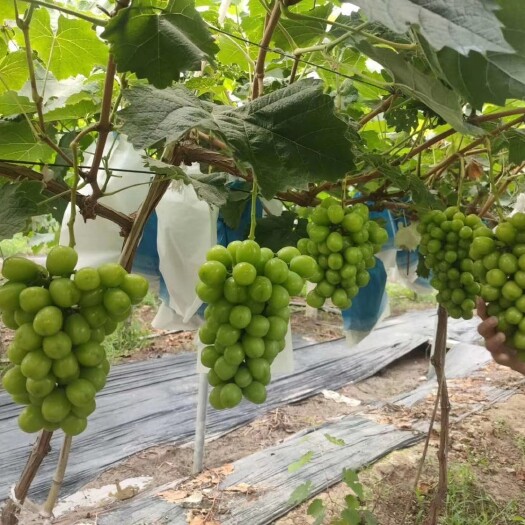 新沂市(晴王)阳光玫瑰中的精品