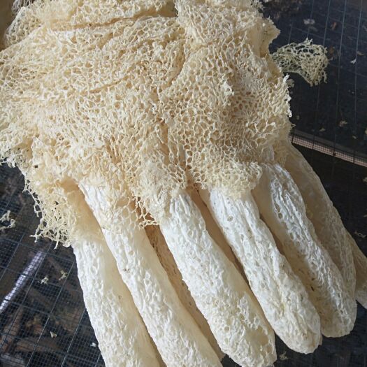 黎川县 自产自销竹荪无硫不打农药不施化肥营养食品竹荪