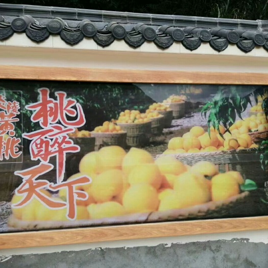 炎陵县炎陵高山黄桃，自家果园，自产自销，保证新鲜