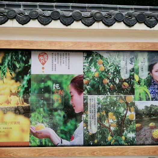 炎陵县一念一心，为你倾尽一世柔情；炎陵黄桃，桃醉天下。