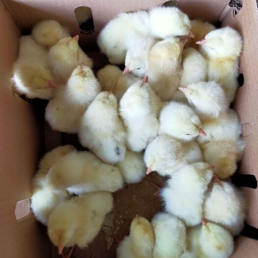 衡阳青脚麻鸡苗 青脚麻