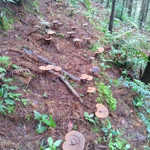 黎平县 贵州三宝之一灵芝，自然晾干无硫，带孢子粉好品质肉眼看见