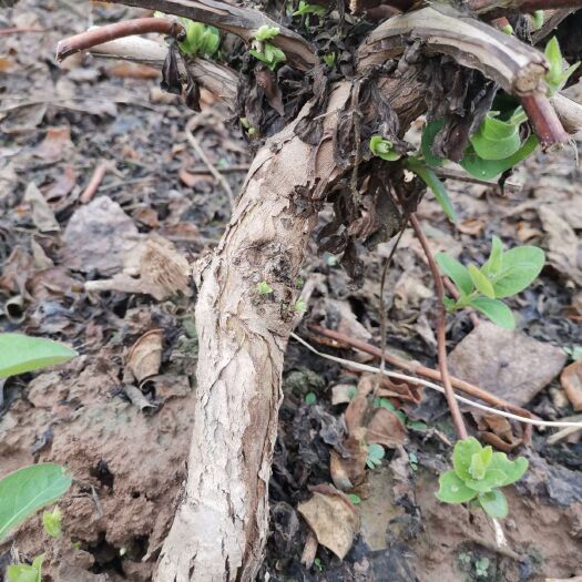濮阳县北花一号金银花苗 70~80公分