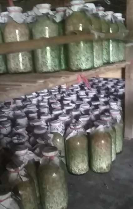 大邑县大球盖菇菌种 姬松茸 姬松茸菌种 优质菌种 球盖菇