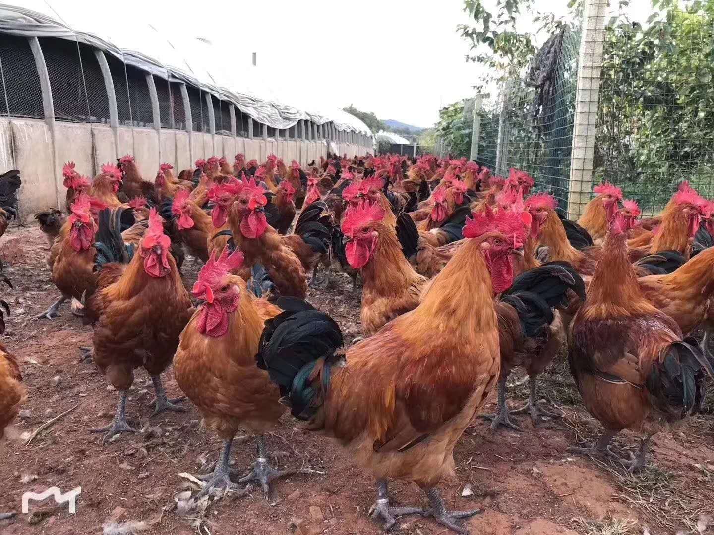 瑶鸡苗  红窑鸡苗