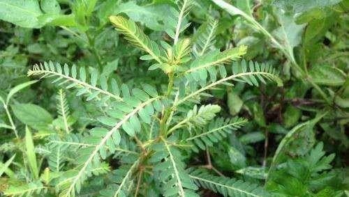 玉林 大量批发鸡骨草