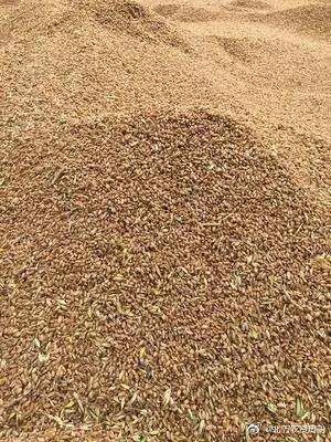 汶上县 个人种植500亩小麦出售