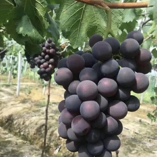沈阳巨峰葡萄  大量上市