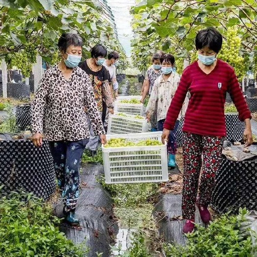  阳光玫瑰青提