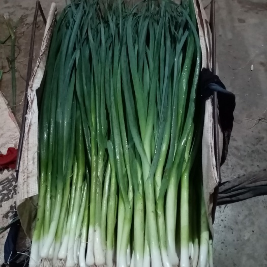 贵阳 白蒜苗