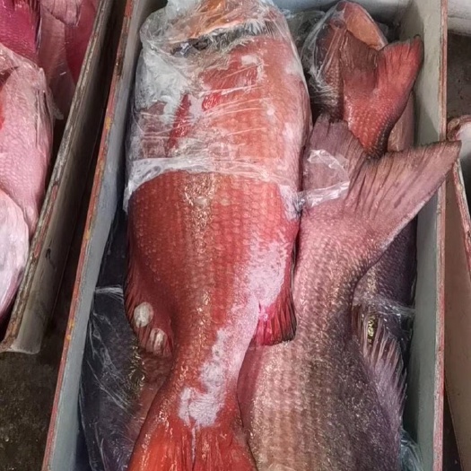 汕尾黄海鱿鱼