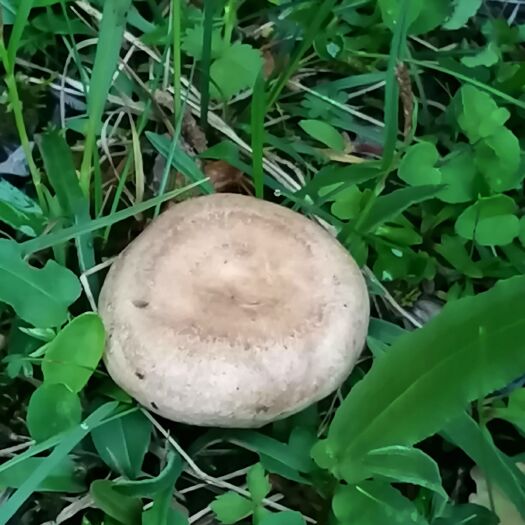 若尔盖县松树菌 鲜货 半开伞 野生
