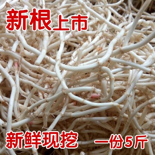 鱼腥草根  新鲜带泥鱼腥草折耳根鱼星草节根5斤包邮
