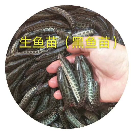 肇庆 黑鱼苗