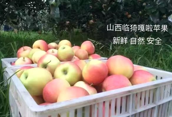 临猗县嘎啦苹果 65mm以上 片红 光果