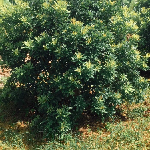 柳州杨梅树